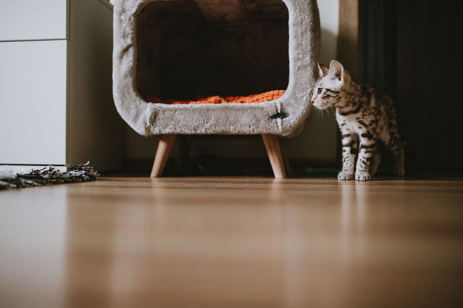 Laisse pour chat : comparatif prix et confort